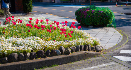 Tulip flowerbed on the street in Setagaya, Tokyo