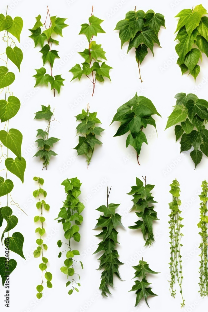 Poster green leaves arranged in a variety of shapes and sizes on a clean white surface. perfect for botanic
