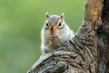 Chipmunk (Tamias) are small members of the squirrel family. The size relative to a teacup and...