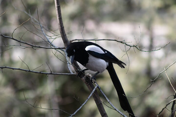 Magpie on a tree branch in a forest area on a sunny day