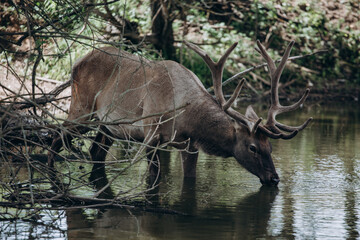 A deer with large branched antlers drinks water from a pond