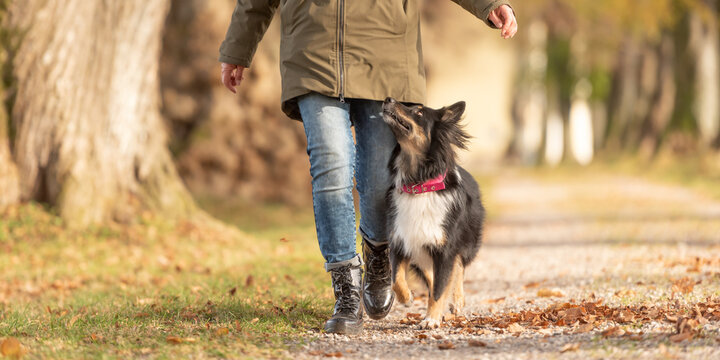 Good motivated attentive autralien shepherd dog works together with his owner.