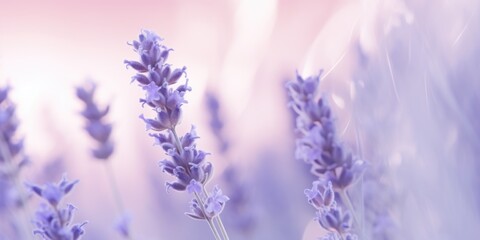 Lavender flowers up close. Perfect for nature-themed designs and relaxation-themed projects