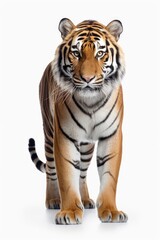 A tiger standing on a white surface, looking directly at the camera. Perfect for wildlife photography or animal-themed designs