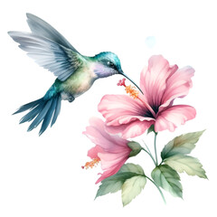 Obraz premium Hummingbird PNG