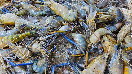 Fresh Giant Prawns on Ice at Seafood Market