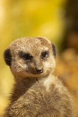 Le Regard du Suricate