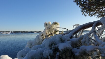 Frozen trees and plants on the coast of Northern Europe during a sunny morning.
