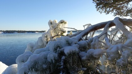 Frozen trees and plants on the coast of Northern Europe during a sunny morning.