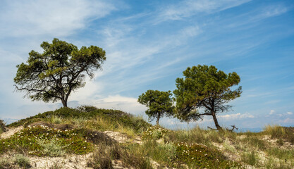 Beautiful trees near the twin beaches of Karidi and small Karidi, Vourvourou, Sithonia peninsula,...