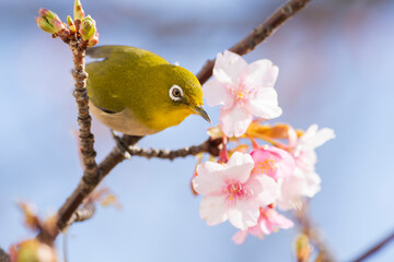 河津桜とメジロ、木に止まった鳥のアップ