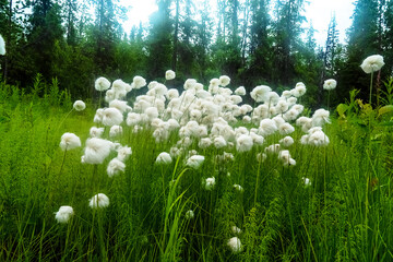 Flora of northern Scandinavia. Unexpected softness and whiteness of Cotton grass (Eriophorum sp.)....