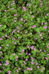 Geranium rotundifolium. Round-Leaved Cranesbill plant with green leaves and small pink flowers