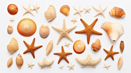 A collection of sea shells arranged on a white surface. Can be used for beach-themed designs or as a background for marine-related content
