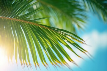 A close up view of a palm tree with the sun shining in the background. Perfect for tropical and beach-themed designs