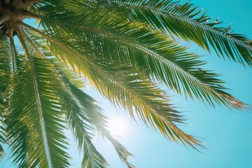 A beautiful palm tree with the sun shining through its leaves. Perfect for tropical and beach-themed designs