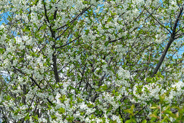 Fototapeta na wymiar Steppe wild frutescent cherry (Prunus chamaecerasus, Cerasus fruticosa). Plot of forest-steppe, blooming wild fruit trees. Type of biocenosis close to natural, primal steppe. Rostov region, Russia