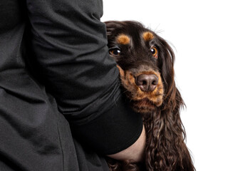 Adult choc and tan Cocker Spaniel dog, laying in arms of owner. Looking towards camera with sad...