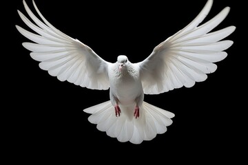 A white dove gracefully soaring through the air against a black background. Perfect for illustrating peace, freedom, and spirituality. Ideal for use in presentations, websites, and print materials
