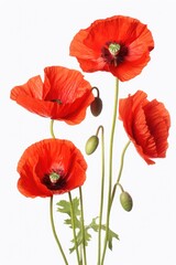 A group of red poppies sitting next to each other. Suitable for various floral and nature-themed designs