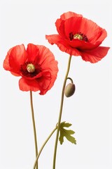 Fototapeta premium Two red poppies beautifully displayed on a clean white background. Perfect for floral themes and nature-inspired designs