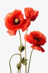 Three red poppies beautifully arranged in a vase on a table. Ideal for home decor or floral-themed designs