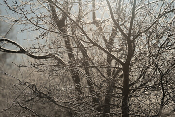 Freezing cold trees in a park at winter.