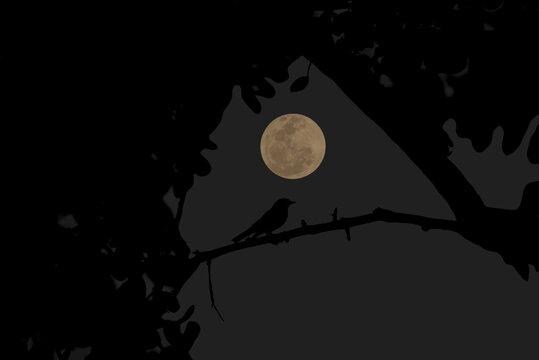 Full moon with bird silhouette on tree branch at night.