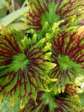 Miana, or in scientific terms Episcia cupreata, is a stunning ornamental plant with colorful leaves and attractive patterns.