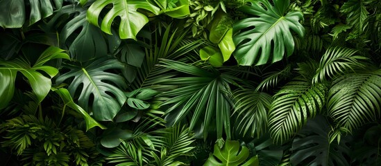 This picture showcases a diverse range of tropical plant leaves, including trees, shrubs, groundcovers, grasses, and flowering plants, creating a beautiful jungle-like landscape.