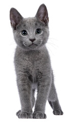 Well typed Russian Blue cat kitten, standing facing front. Looking to camera with green eyes. Isolated cutout on a transparent background. - obrazy, fototapety, plakaty