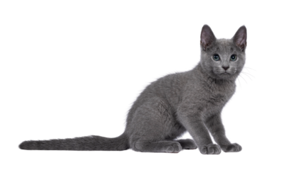 Well typed Russian Blue cat kitten, sitting up side ways. Head turned to camera but looking up with eye roll. Isolated cutout on a transparent background.