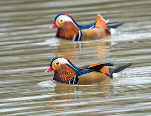 Mandarin ducks