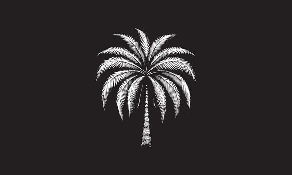 Dynamic Monochromatic Palm: Detailed Leaf Illustration Graceful Palm Tree Silhouette: Black and White Beauty