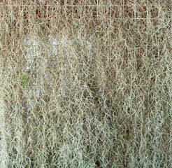 Hermit's beard tree, decorative plant for home and garden