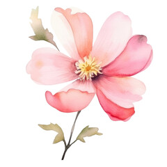 Fototapeta na wymiar pink Flower watercolor illustration.Manual composition watercolor elements. on white background