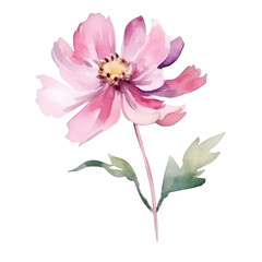 pink Flower watercolor illustration.Manual composition watercolor elements. on white background