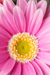 デイジーの花　マクロショット