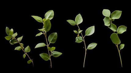 Four distinct types of leaves grouped together. Suitable for educational materials or nature-themed designs