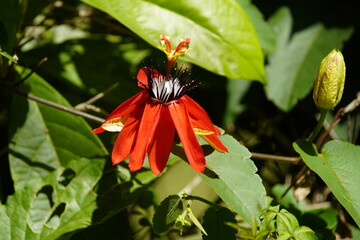 Red passion flower (Passiflora coccinea). Near Grecia, Costa Rica.