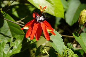 Red passion flower (Passiflora coccinea). Near Grecia, Costa Rica.