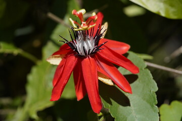 Red passion flower (Passiflora coccinea). Near Grecia, Costa Rica.