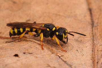 Closeup on a Sand Tailed Digger Wasp , Cerceris arenaria sitting on dried leaf