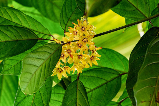 Cola tree, Cola acuminata. All colas come from sub-Saharan Africa (Central Africa, West Africa)