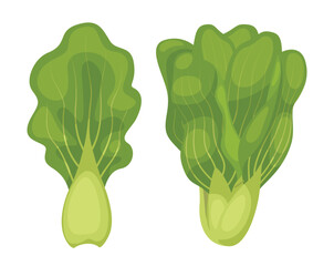 Vector bok choy isolated on white background