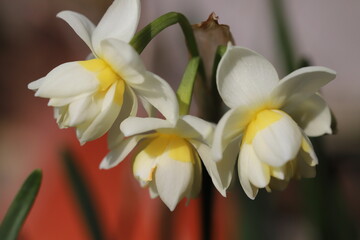 Fototapeta premium 日本の春の庭に咲く八重咲のフサザキスイセンの花