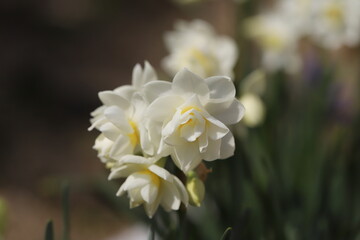 日本の春の庭に咲く八重咲のフサザキスイセンの花