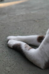 Fototapeta premium cat legs on the floor