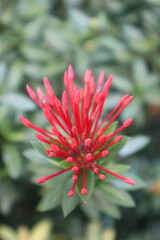Fototapeta premium red flower in the garden