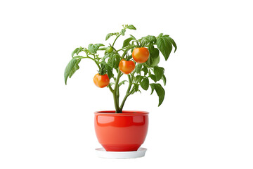 Fresh cherry tomato Growing plant in a jar isolated on a Transparent background. Generative AI